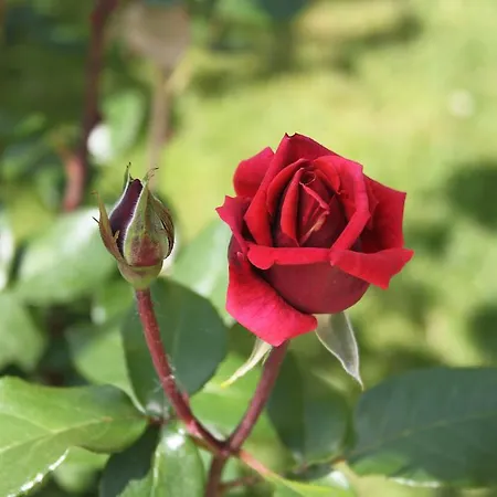 Bed & Breakfast Abaco Rome